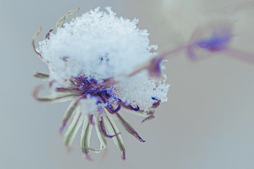 Angry Snow Faced Aster Screaming Among Cold (Blue Tint Photo)