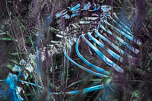 Animal Skeleton Remains Resting Beyond Plants (Blue Tint Photo)