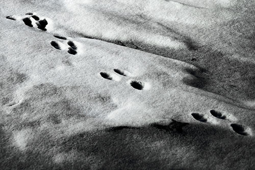 Animal Snow Footprint Trail (Blue Tint Photo)