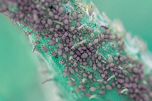 Aphid Colony Gathered Among Milkweed Stem (Blue Tint)