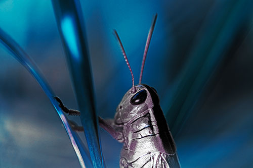 Arm Resting Grasshopper Watches Surroundings (Blue Tint Photo)