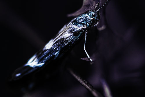 Arm Resting Leaf Blotch Miner Moth (Blue Tint Photo)