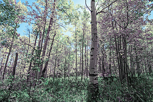 Aspen Trees Illuminate Among Sunshine (Blue Tint Photo)