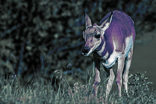 Baby Pronghorn Feasts Among Grass (Blue Tint Photo)