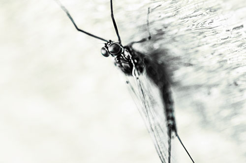 Back Bending Big Eyed Mayfly Resting (Blue Tint Photo)