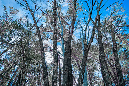 Bark Peeling Trees Going Bald Among Sunlight (Blue Tint)