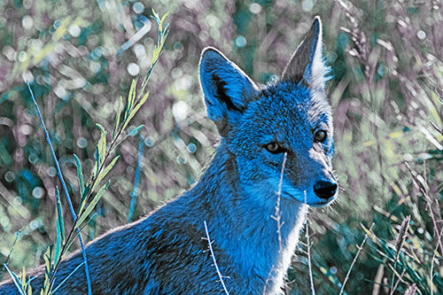 Bashful Coyote Spots Human (Blue Tint Photo)