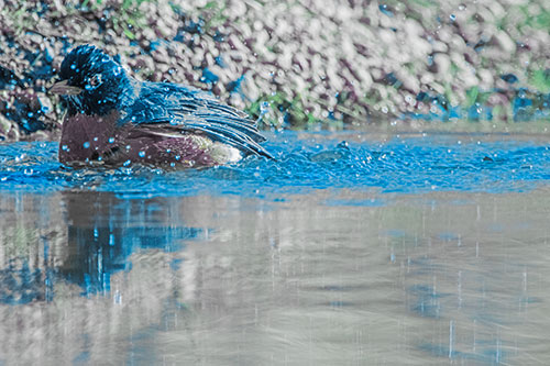 Bathing American Robin Splashing Water Along Shoreline (Blue Tint Photo)