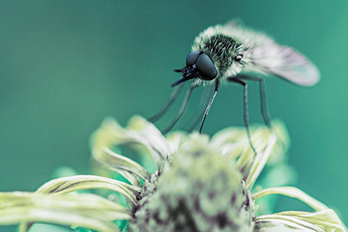 Bee Fly Standing Atop Gumplant Petals (Blue Tint)