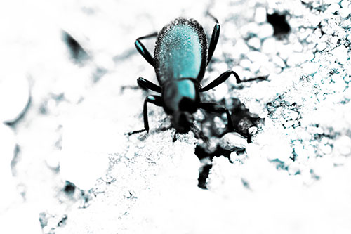 Beetle Beside Dirt Hole (Blue Tint Photo)