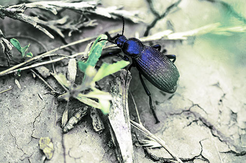 Beetle Searching Dry Land For Food (Blue Tint Photo)