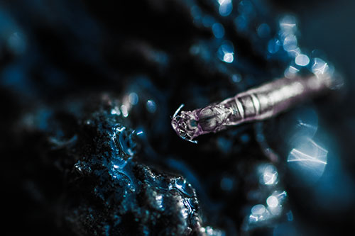 Bent Antenna Larva Slithering Across Soaked Rock (Blue Tint Photo)