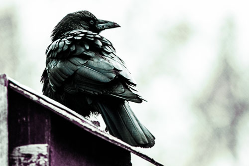 Big Crow Too Large For Bird House (Blue Tint Photo)
