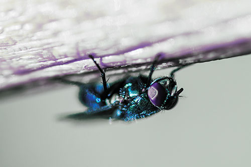 Big Eyed Blow Fly Perched Upside Down (Blue Tint Photo)