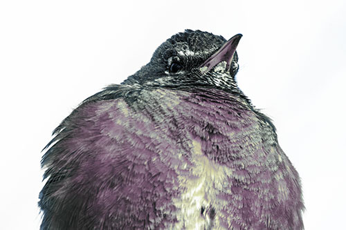 Big Puffy American Robin Enjoys Sunrise (Blue Tint)