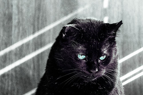 Black Cat Looking Downwards Among Sun Rays (Blue Tint)