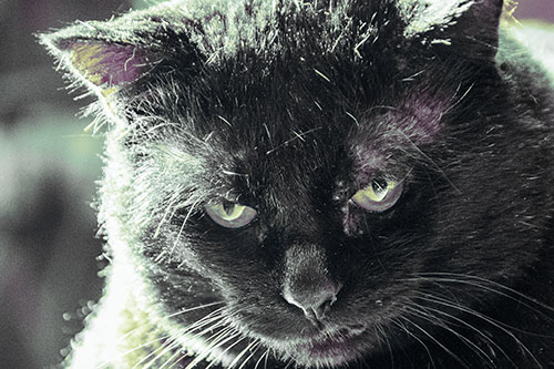 Black Cat Plotting Among Sunlight (Blue Tint)