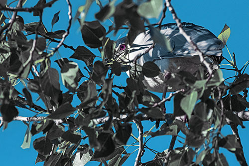 Black Crowned Night Heron Hiding Among Leaves (Blue Tint)