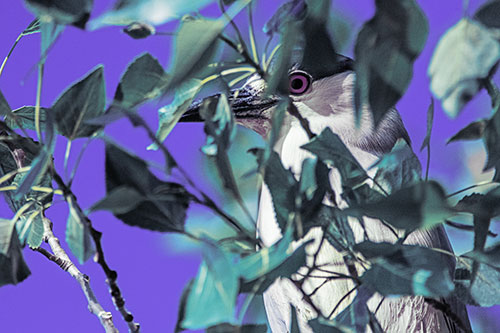 Black Crowned Night Heron Keeping Watch Among Leaves (Blue Tint)
