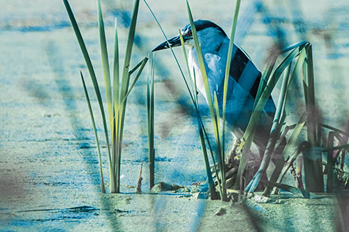 Black Crowned Night Heron Perched Atop Water Reed Grass (Blue Tint Photo)