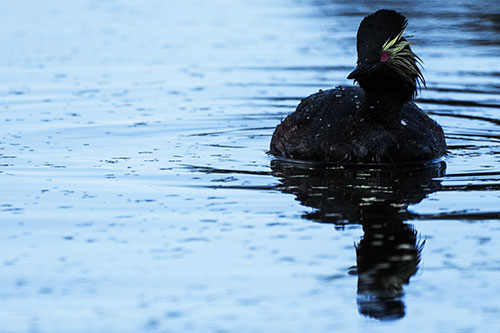 Black Necked Eared Grebe Floating Atop Lake (Blue Tint)