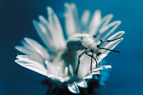 Blister Beetle Guards Gumplant Flower (Blue Tint)