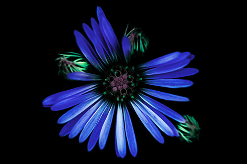 Blooming Daisy Head Among Several Buds (Blue Tint Photo)