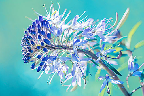 Blossoming Lily Of The Nile Flower (Blue Tint Photo)