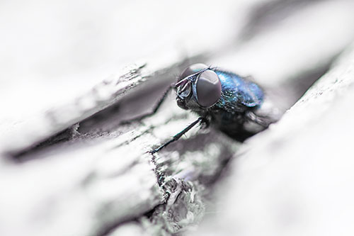 Blow Fly Hiding Among Tree Bark Crevice (Blue Tint Photo)