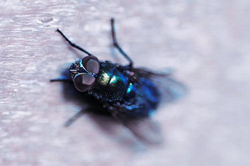 Blow Fly Spread Vertically (Blue Tint Photo)