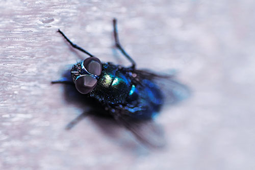 Blow Fly Spread Vertically (Blue Tint)