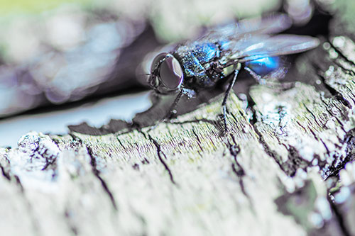 Blow Fly Standing Atop Broken Tree Branch (Blue Tint Photo)