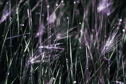 Blurry Water Droplets Clamp Onto Reed Grass (Blue Tint Photo)