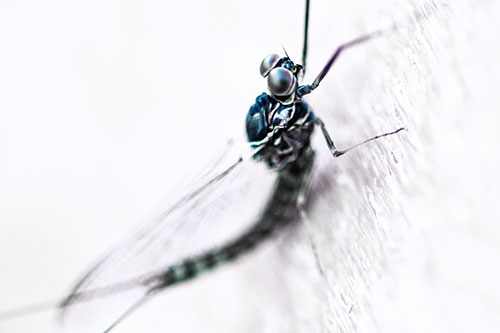 Body Bending Mayfly Resting Vertically (Blue Tint Photo)