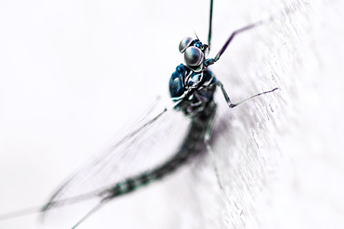 Body Bending Mayfly Resting Vertically (Blue Tint)