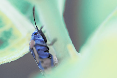 Boxelder Beetle Crawling Up Plant Stem (Blue Tint Photo)