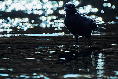Brewers Blackbird Watches Water Intensely (Blue Tint Photo)