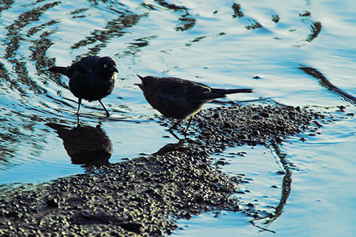 Brewers Blackbirds Feeding Along Shoreline (Blue Tint Photo)