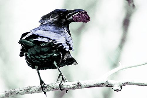 Brownie Crow Perched On Tree Branch (Blue Tint Photo)