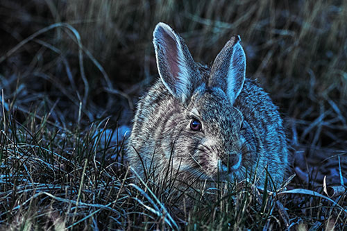 Bunny Rabbit Lying Down Among Grass (Blue Tint Photo)