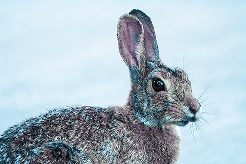 Bunny Rabbit Taking Gander Around Park (Blue Tint)