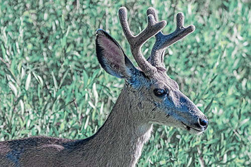 Calm Mule Deer Casually Wandering Around Vegetation (Blue Tint)