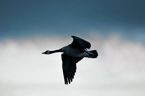 Canadian Goose Flying Among Sunrise (Blue Tint Photo)