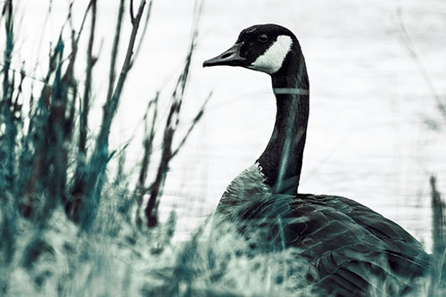 Canadian Goose Hiding Behind Reed Grass (Blue Tint Photo)