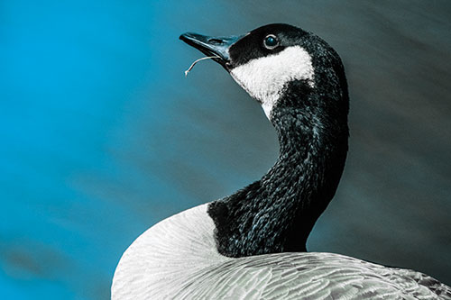 Canadian Goose Munches Single Grass Blade (Blue Tint)