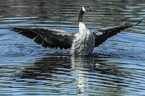 Canadian Goose Spreads Wings Among Lake Top (Blue Tint)