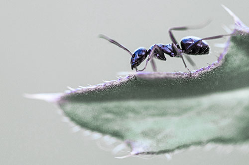 Carpenter Ant Crawls Across Spiky Thistle Leaf (Blue Tint)