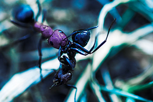 Carpenter Ant Uses Mandible Grips To Haul Dead Corpse (Blue Tint Photo)