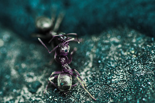 Carpenter Ants Battling Over Territory (Blue Tint Photo)