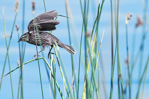 Cattail Jumping Female Red Winged Blackbird (Blue Tint)